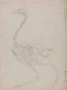 Esposizione anatomica comparativa della struttura del corpo umano con quella di una tigre e un co...
